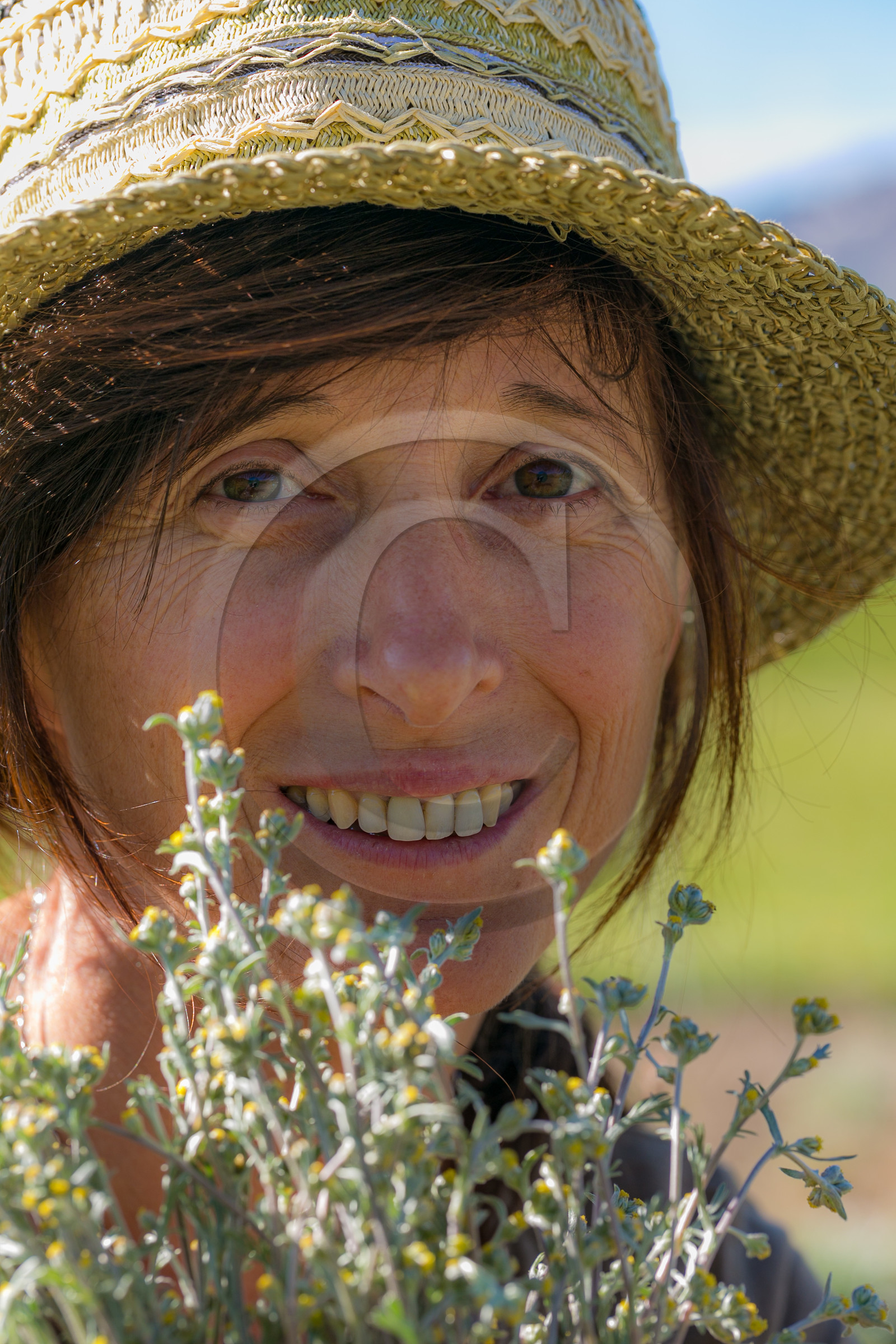 Bruno Gonnon, cultivateur de génépi bio