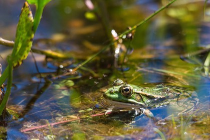 ENS de l'Isère, espace alluvial de la Rolande