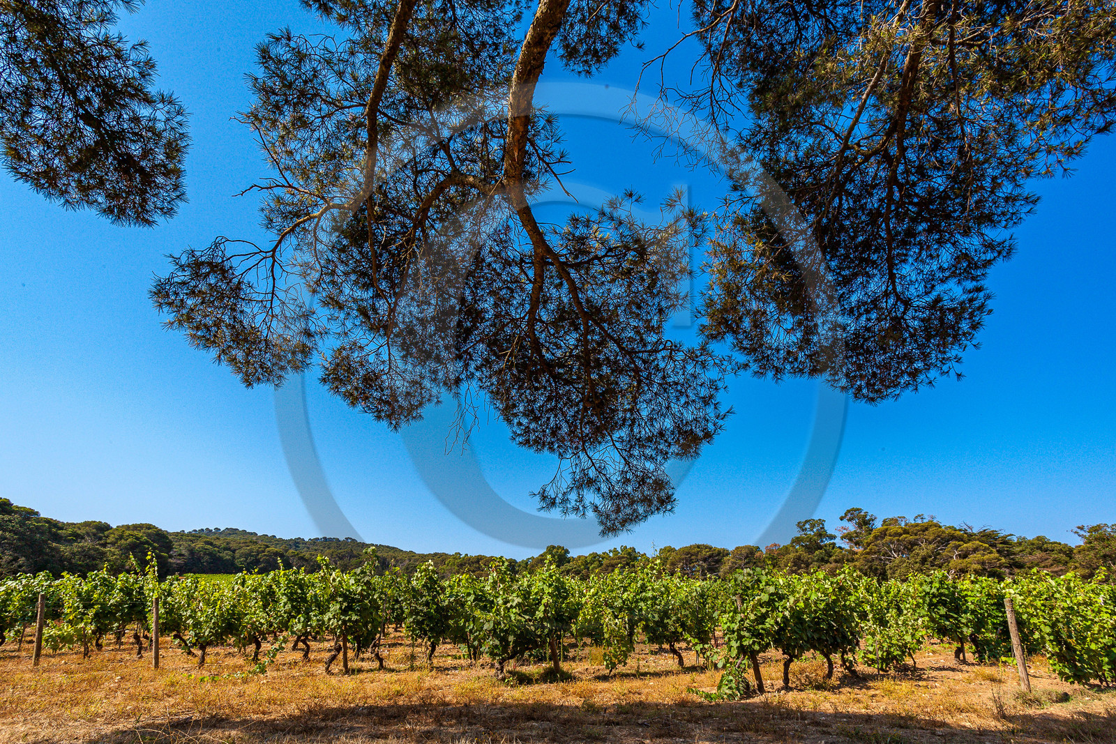 Parc national de Port-Cros