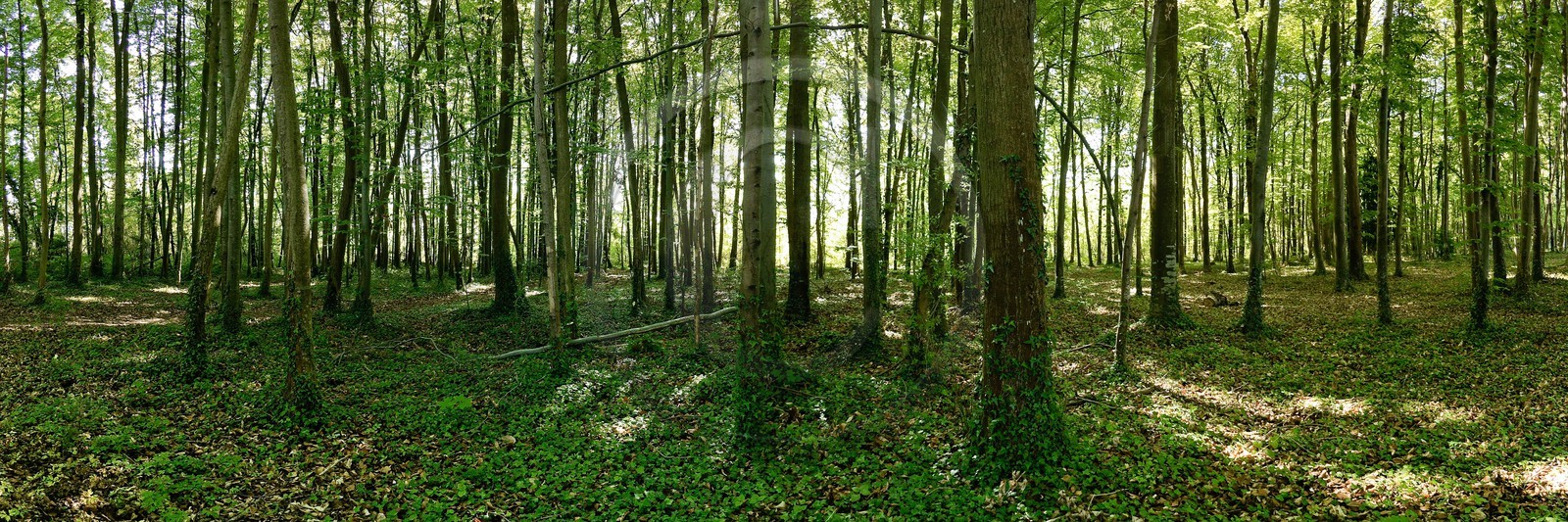 Forêt alluviale  de la réserve naturelle du delta de la Dranse