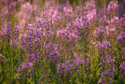 Épilobe en épi ou Laurier de Saint-Antoine, Chamerion angustifolium