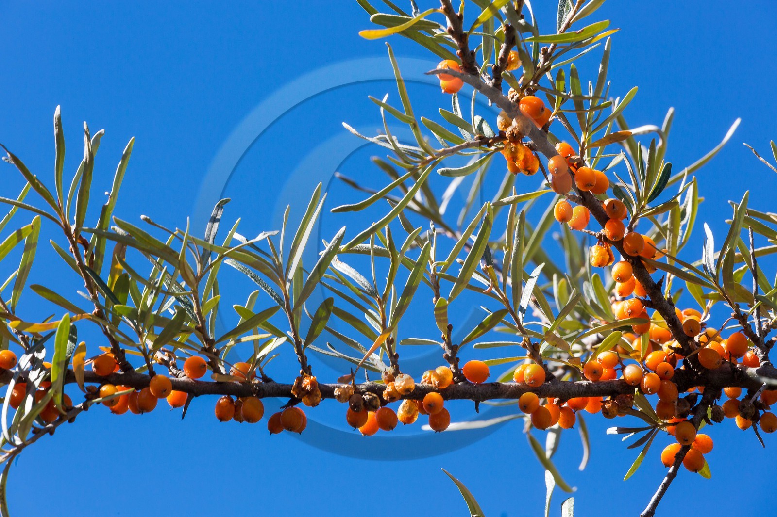 David Viveau agriculteur, producteur de baies d'argousier