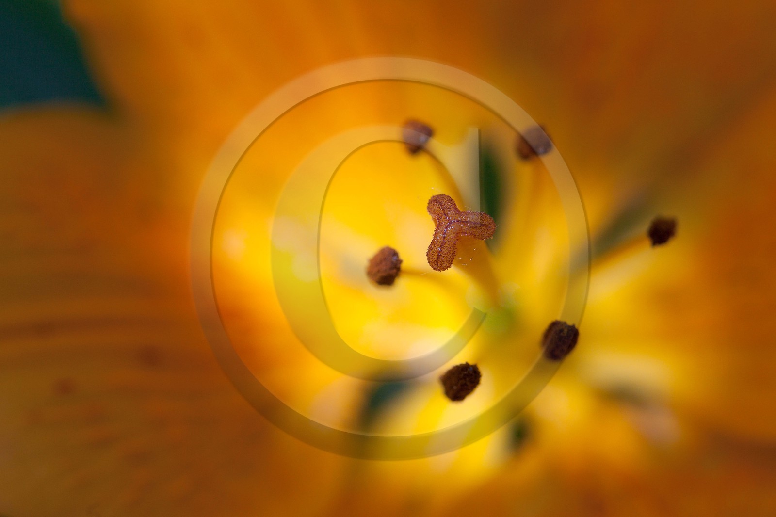 Lis orangé, Lilium bulbiferum subsp. croceum