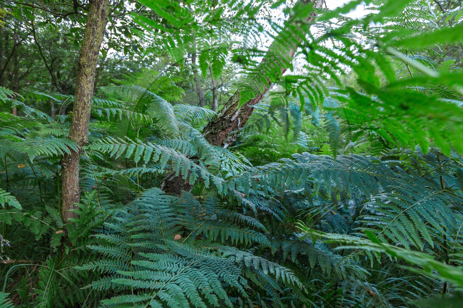 ENS de l'Isère, Tourbière des Planchettes