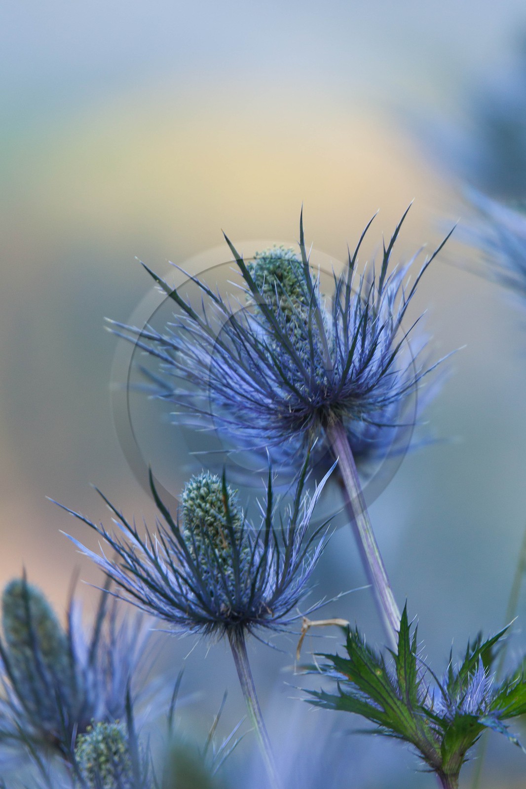 Chardon Bleu, Panicaut des Alpes, Eryngium alpinum