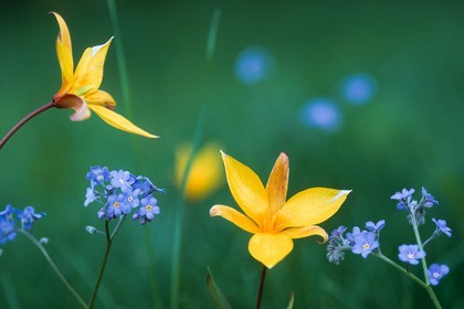 Tulipe australe, Tulipa australis, Myosotis alpestre, Myosotis alpestris