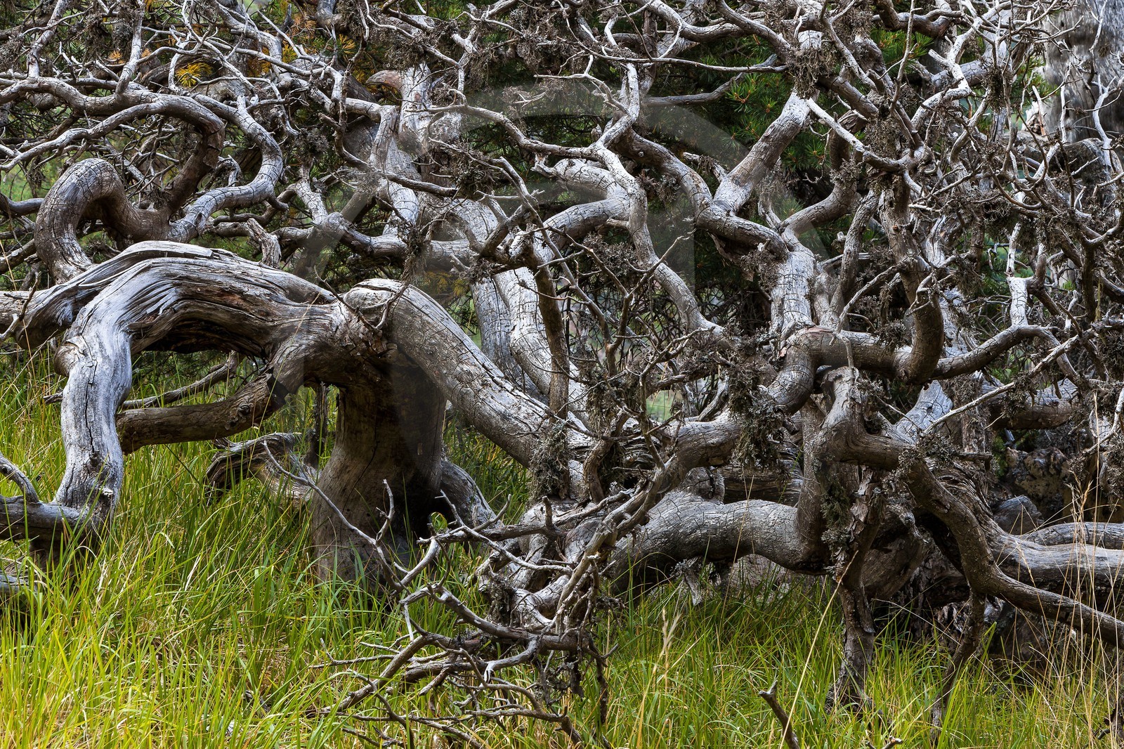 Les Monges, forêt domaniale des Monges