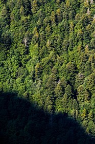 Bois du Chapitre, forêt domaniale de Gap-Chaudun