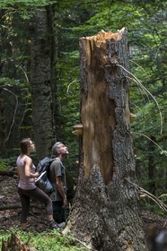 Bois du Chapitre, forêt domaniale de Gap-Chaudun