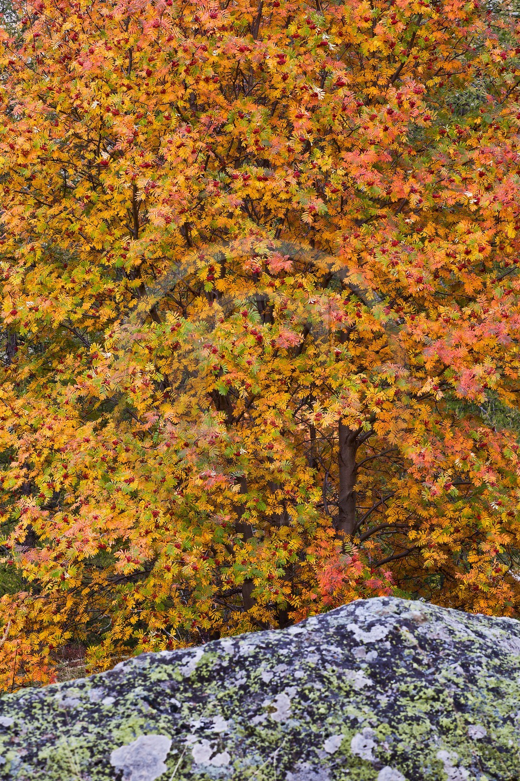 Sorbier des oiseleurs