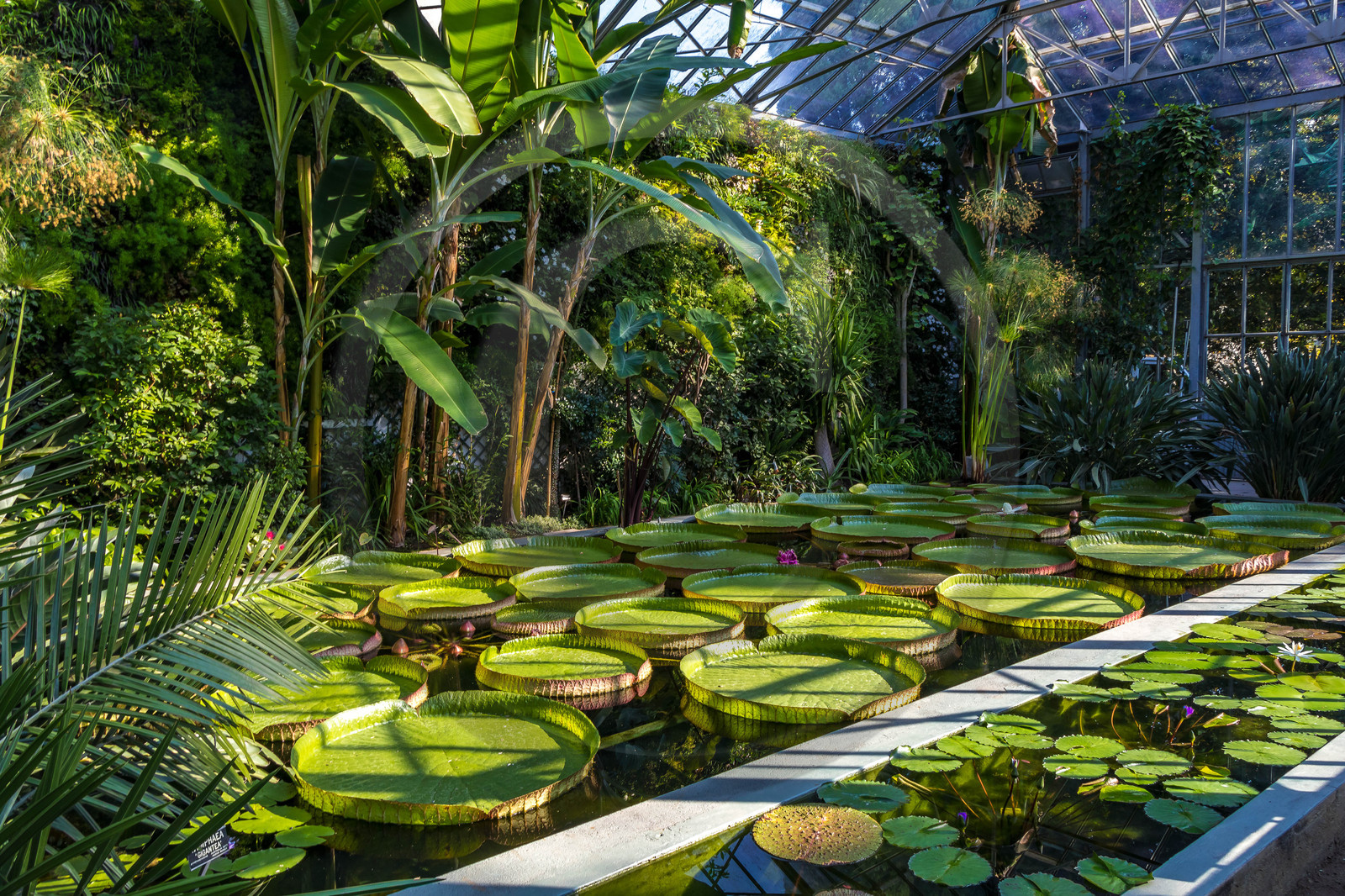 Serre au nénuphars géants,  Victoria Amazonica