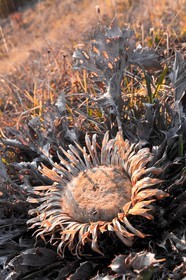 Carline à feuilles d'acanthe, Carlina acanthifolia