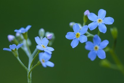 Myosotis