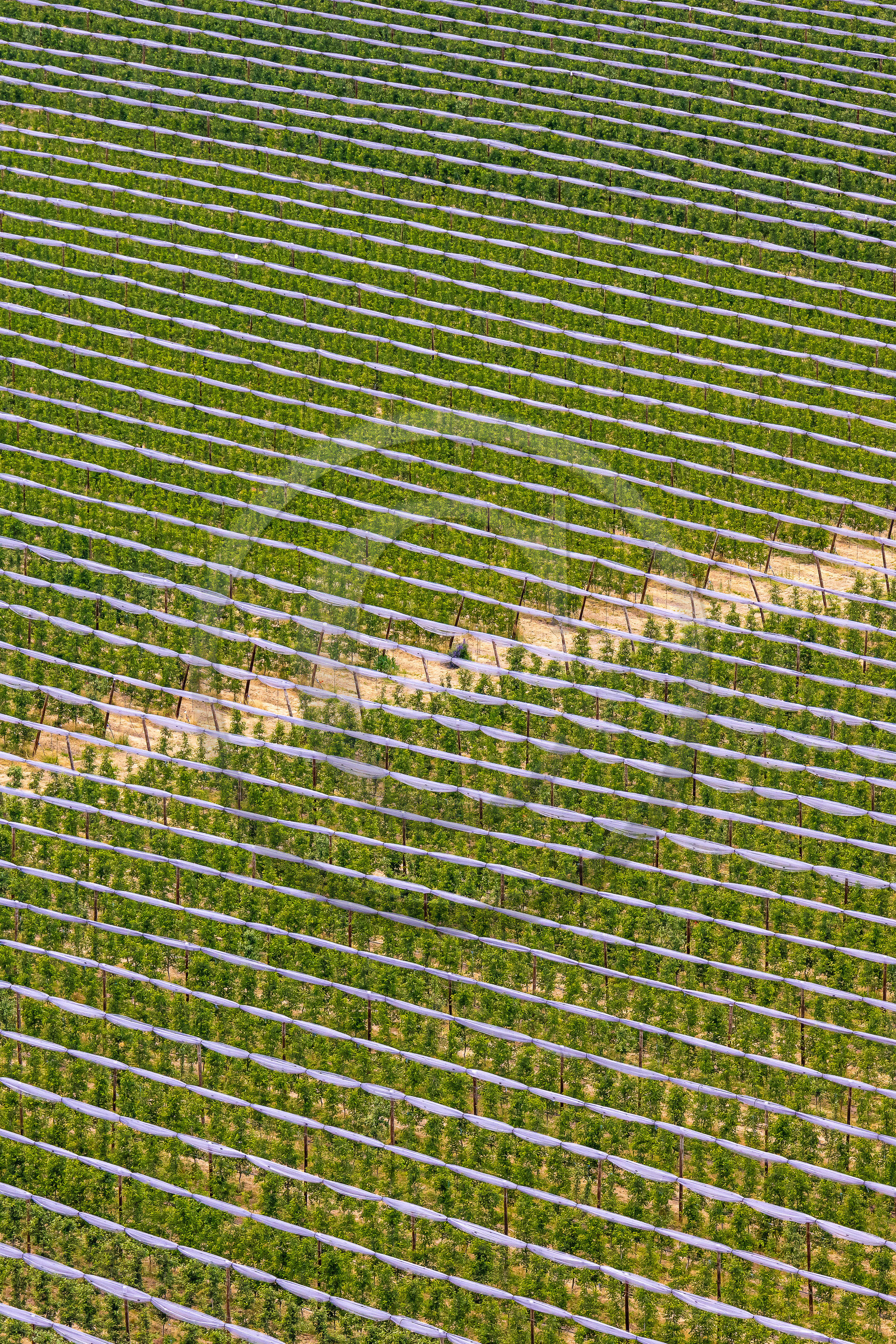 Faucon-du-Caire, arboriculture