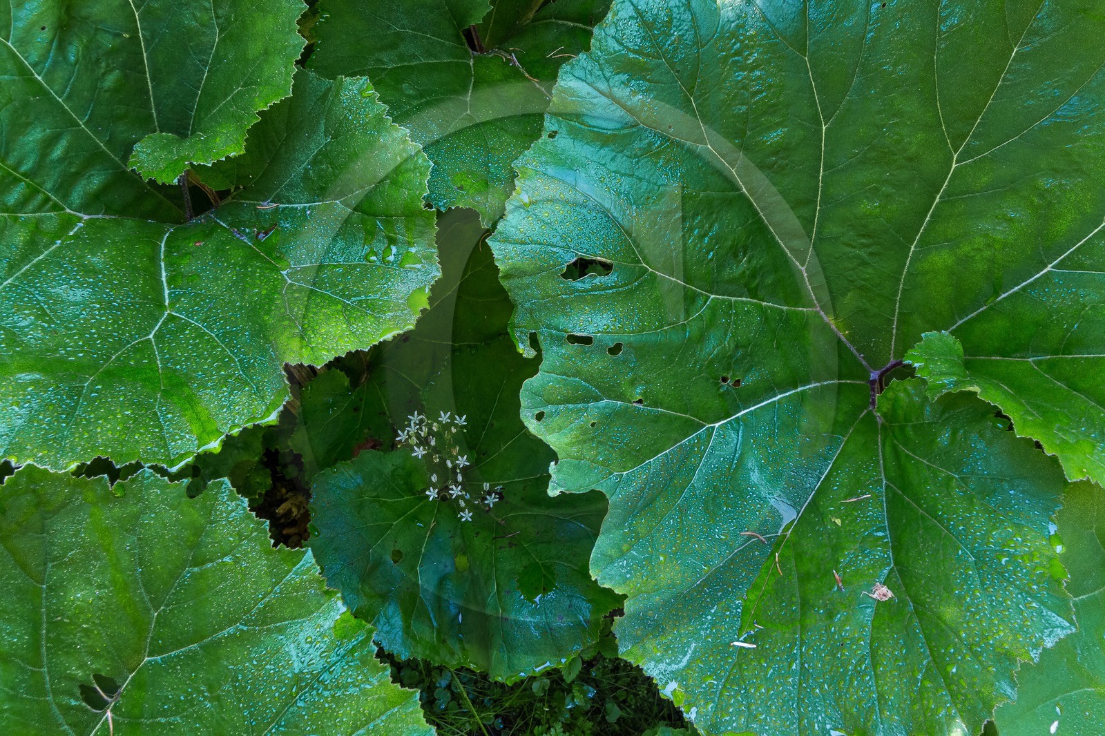 ENS de l'Isère, Les Ecouges, Grands pétasites - Petasites hybridus
