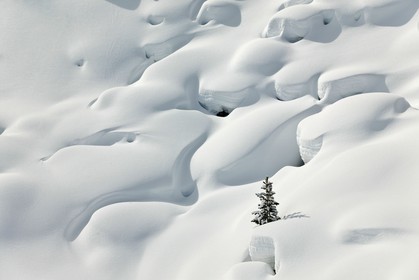 Ceillac, pins cembro sous la neige