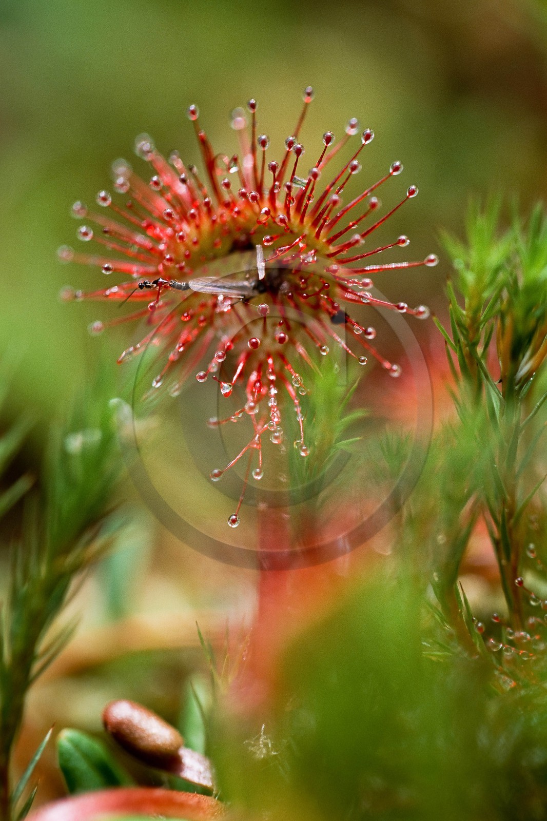 Droséra à feuilles rondes, Drosera rotundifolia