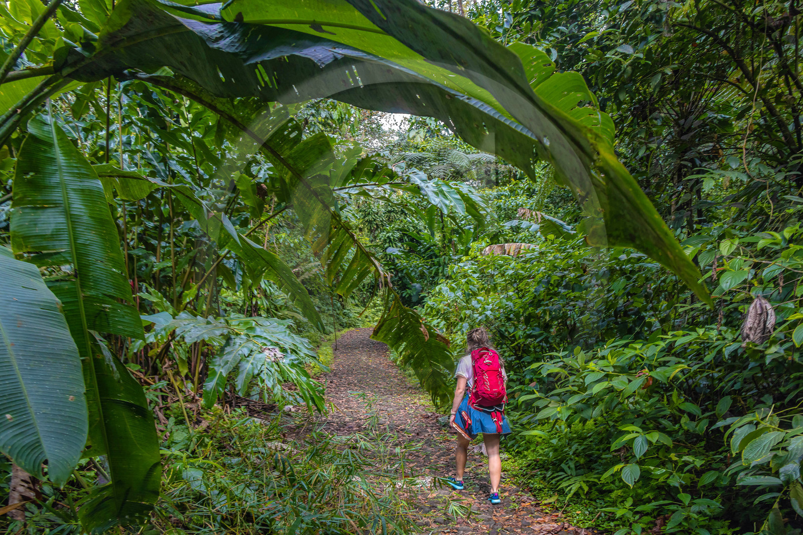 Forêt tropicale, Parc national de la Guadeloupe
