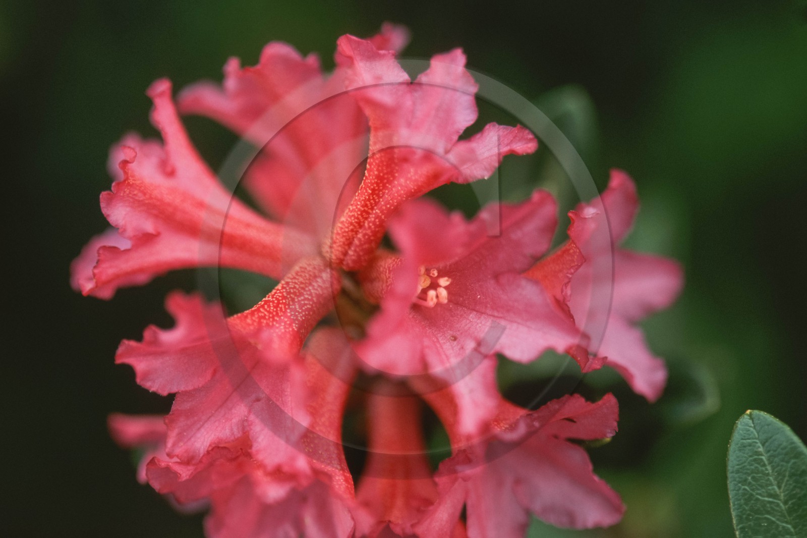Rhododendron ferrugineux, Laurier rose des Alpes, Rhododendron ferrugineum