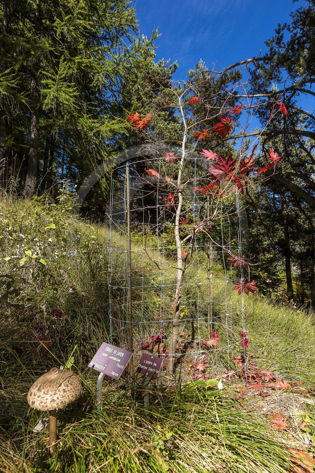 Arboretum de Roure, érable du Japon