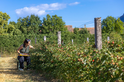 Ecrins de fruits, producteur de fruits rouges