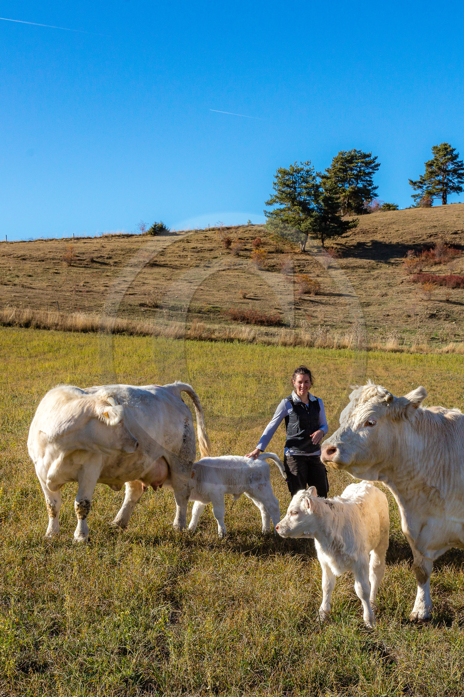 Ferme de Sauron, Laure Marcellin