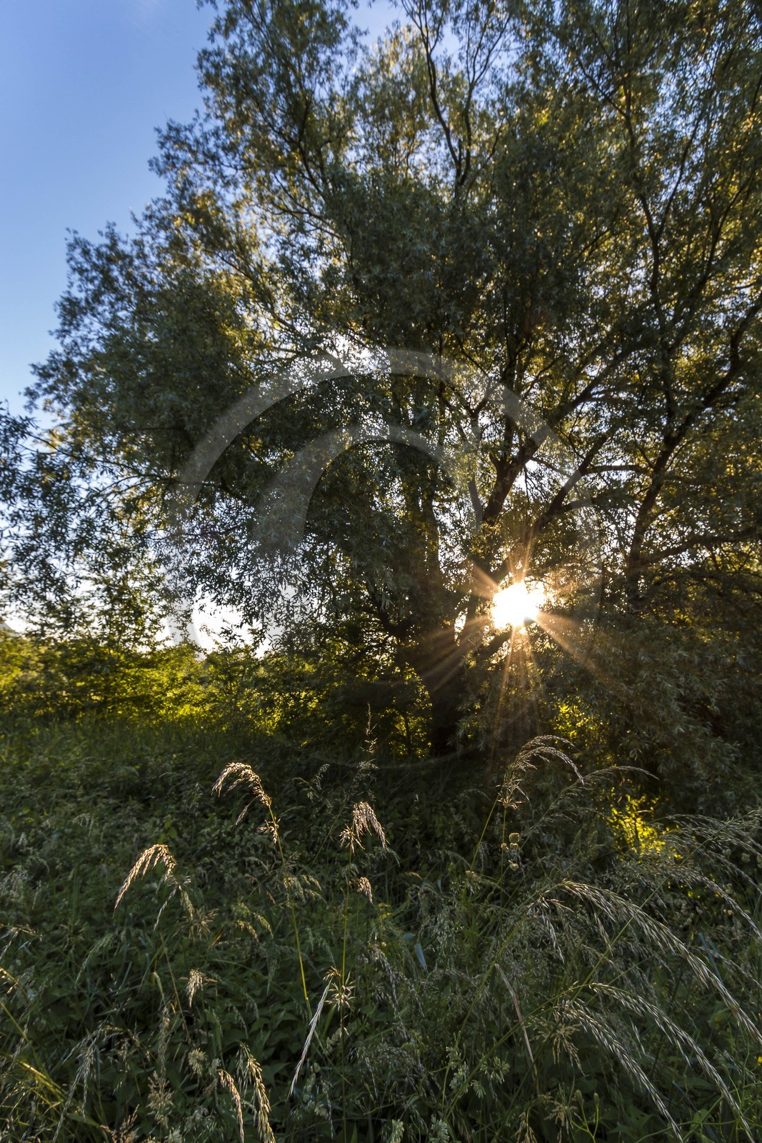 ENS de l'Isère, Marais de Montfort