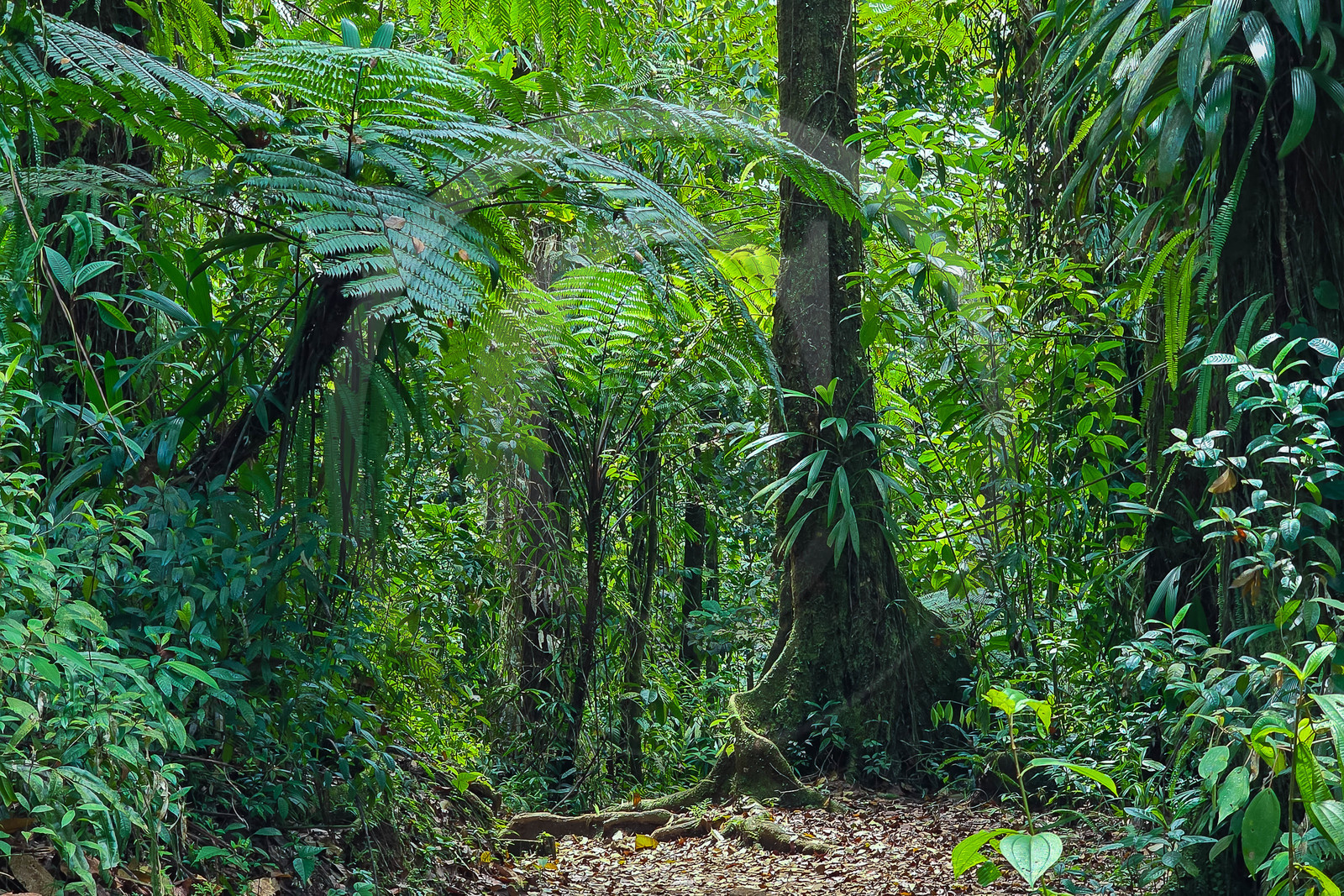 Forêt tropicale, Parc national de la Guadeloupe
