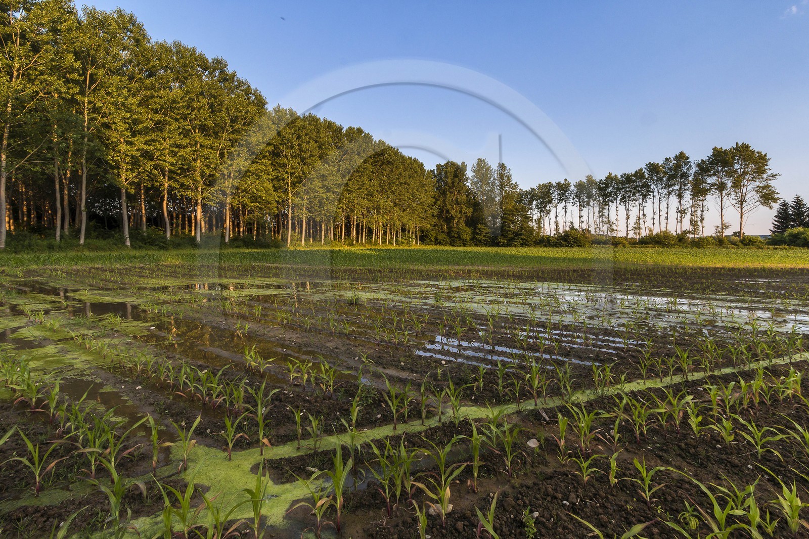 ENS de l'Isère, Prairies inondables de Pont-Évêque