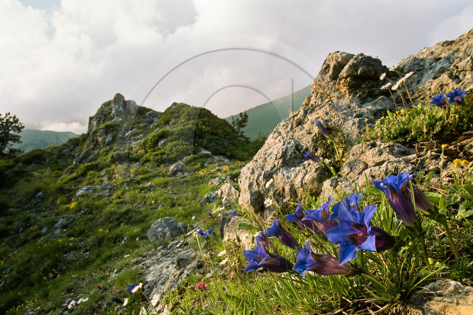Gentiane de Ligurie, Gentiana ligustica