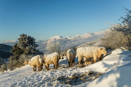 Gap, col de Manse