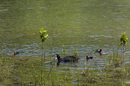 ENS de l'Isère, Boucle de la Taillat, Gallinule poule d'eau (Gallinula chloropus)