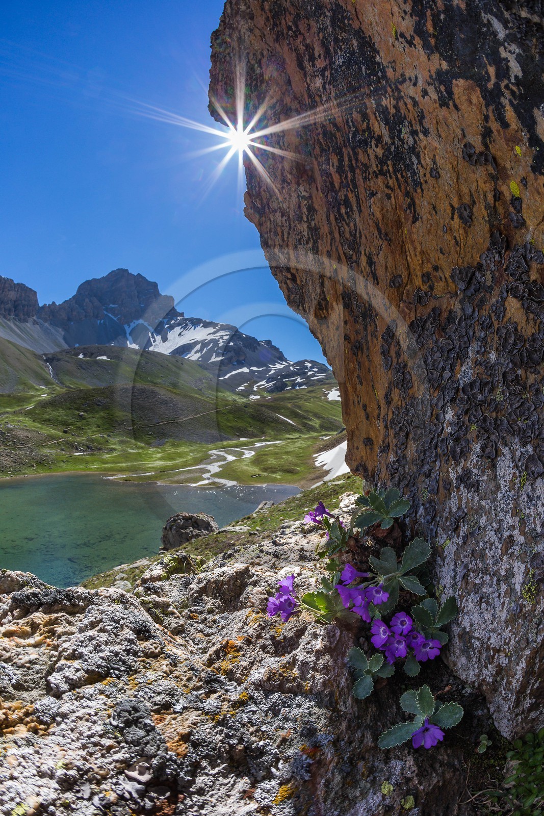 Lac de l'Orrenaye, Primevère marginée, Primula marginata