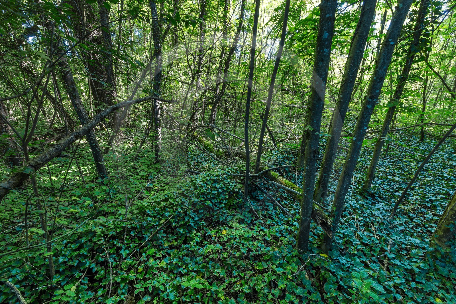 ENS de l'Isère, espace alluvial de la Rolande, forêt alluviale