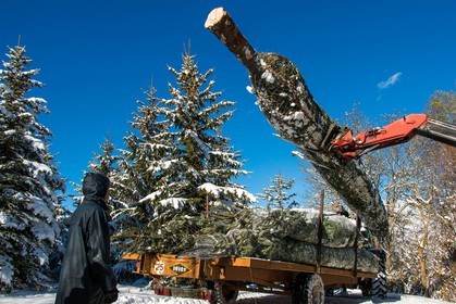 Pépinière Robin, producteur de sapin de Noël