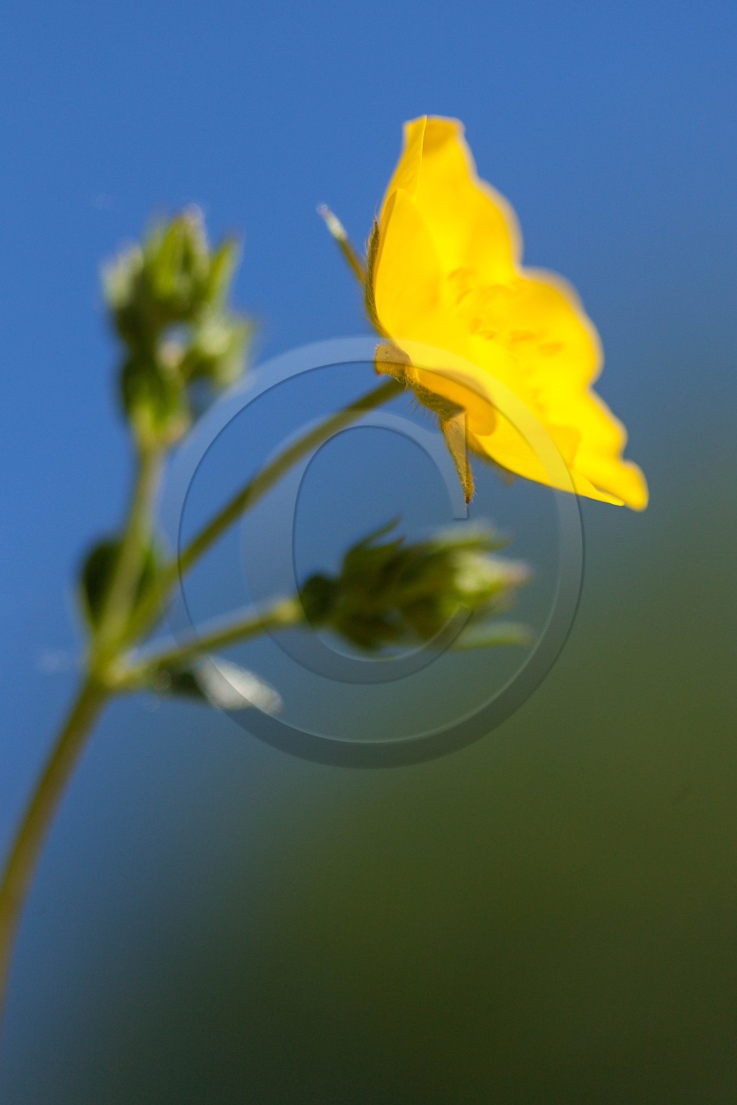 Potentille du Dauphiné, Potentilla delphinensis