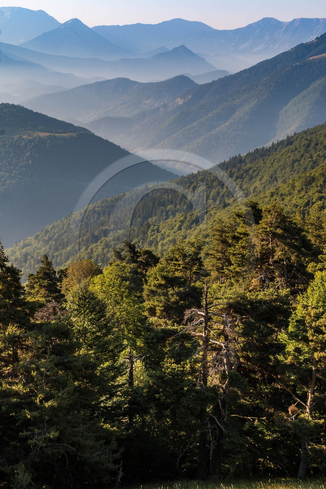 Montagne du Gau, bois de la Pinée