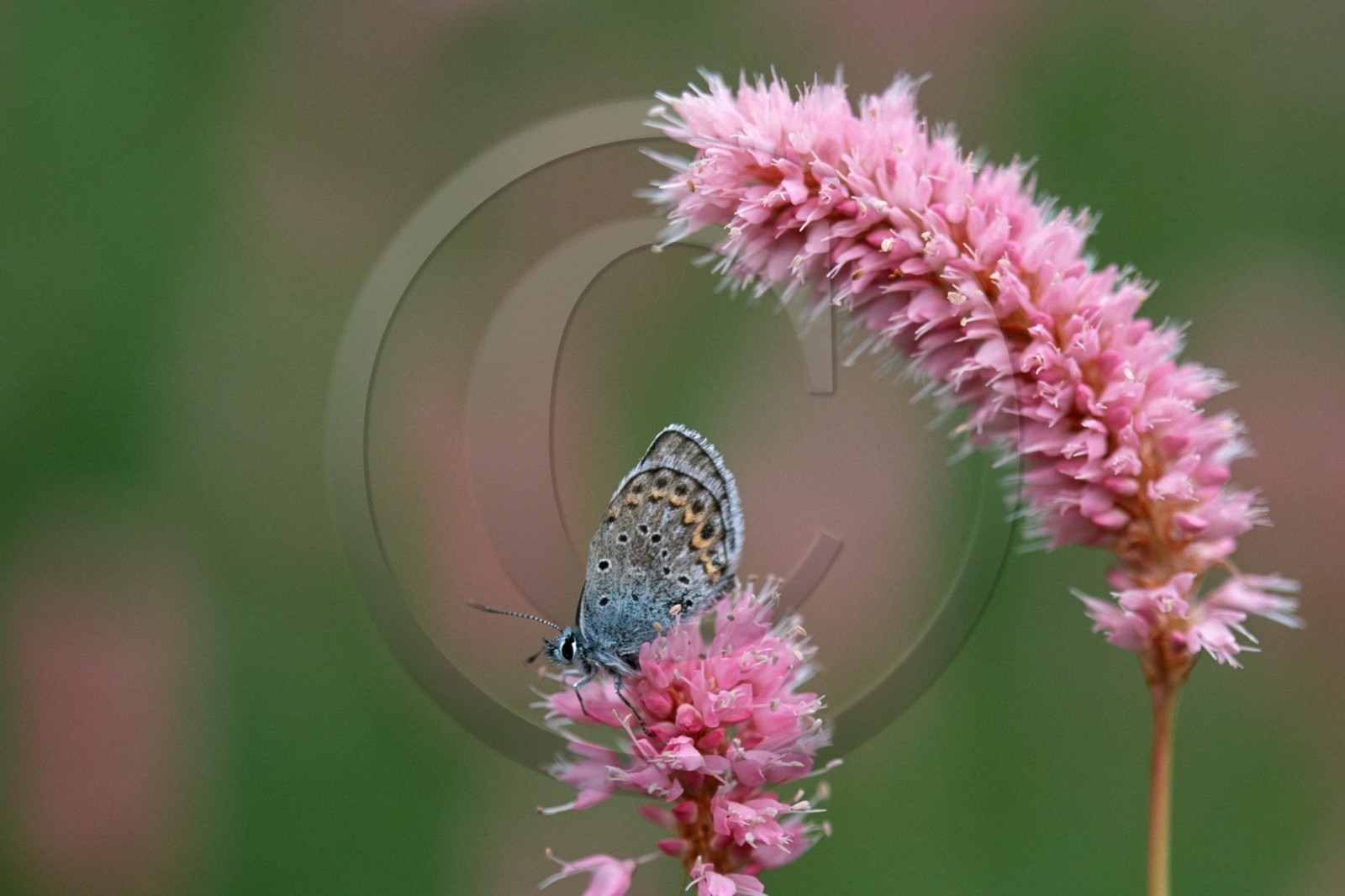 papillon, Azuré de l'ajonc, Plebejus argus