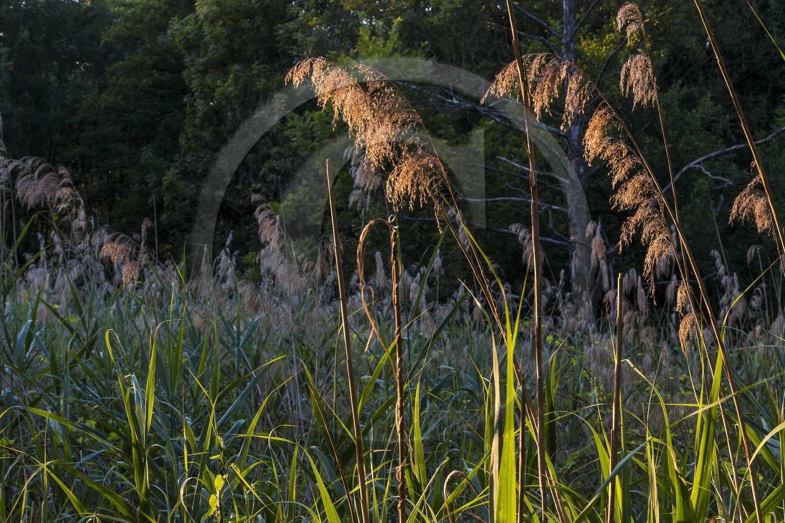 ENS de l'Isère, Prairies inondables de Pont-Évêque