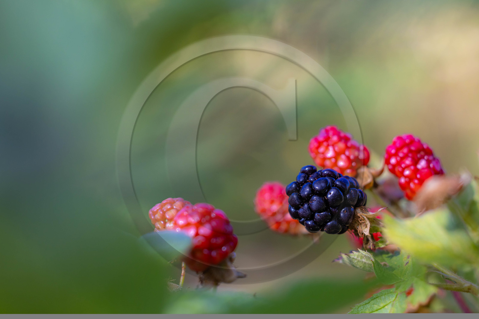 Ecrins de fruits, producteur de fruits rouges
