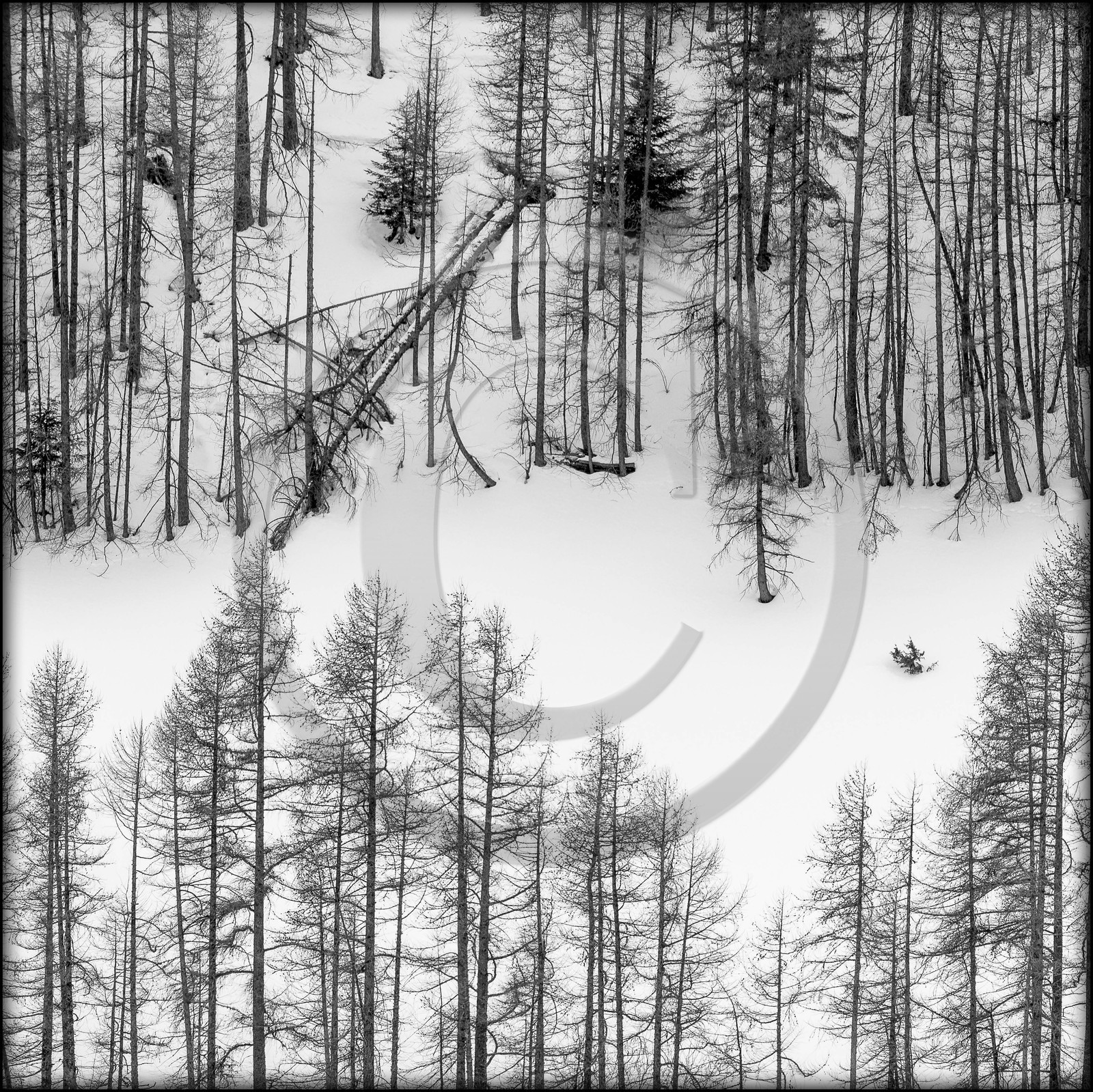 Mélèze d'Europe, Larix decidua