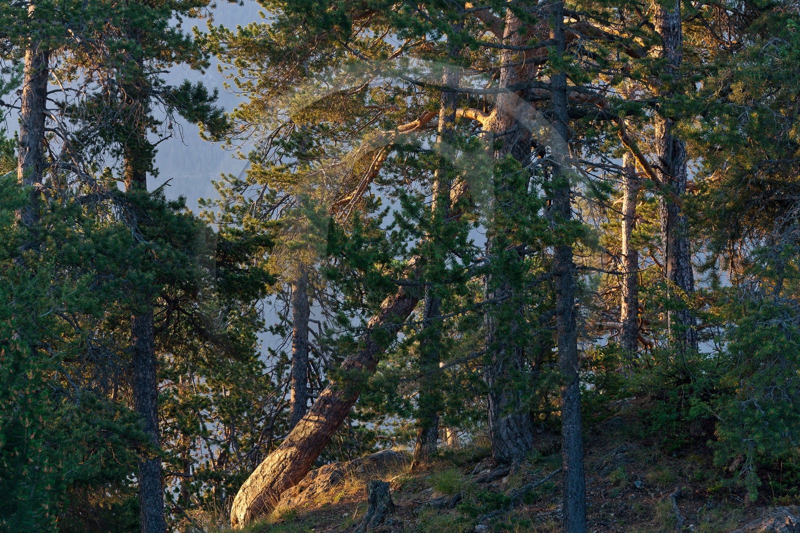 Forêt de pins à crochets