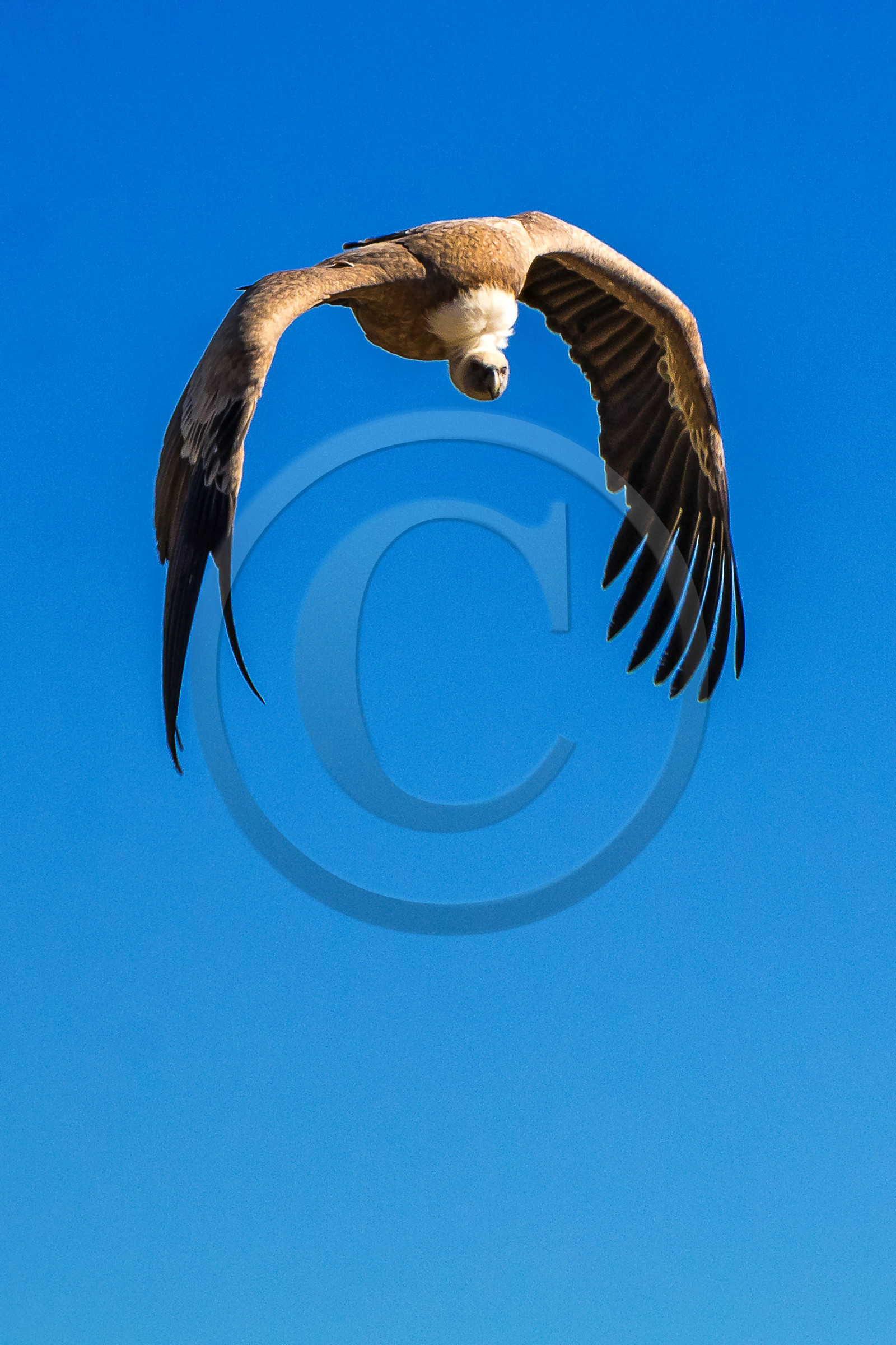 Parc animalier de Serre-Ponçon, vautour fauve, Gyps fulvus