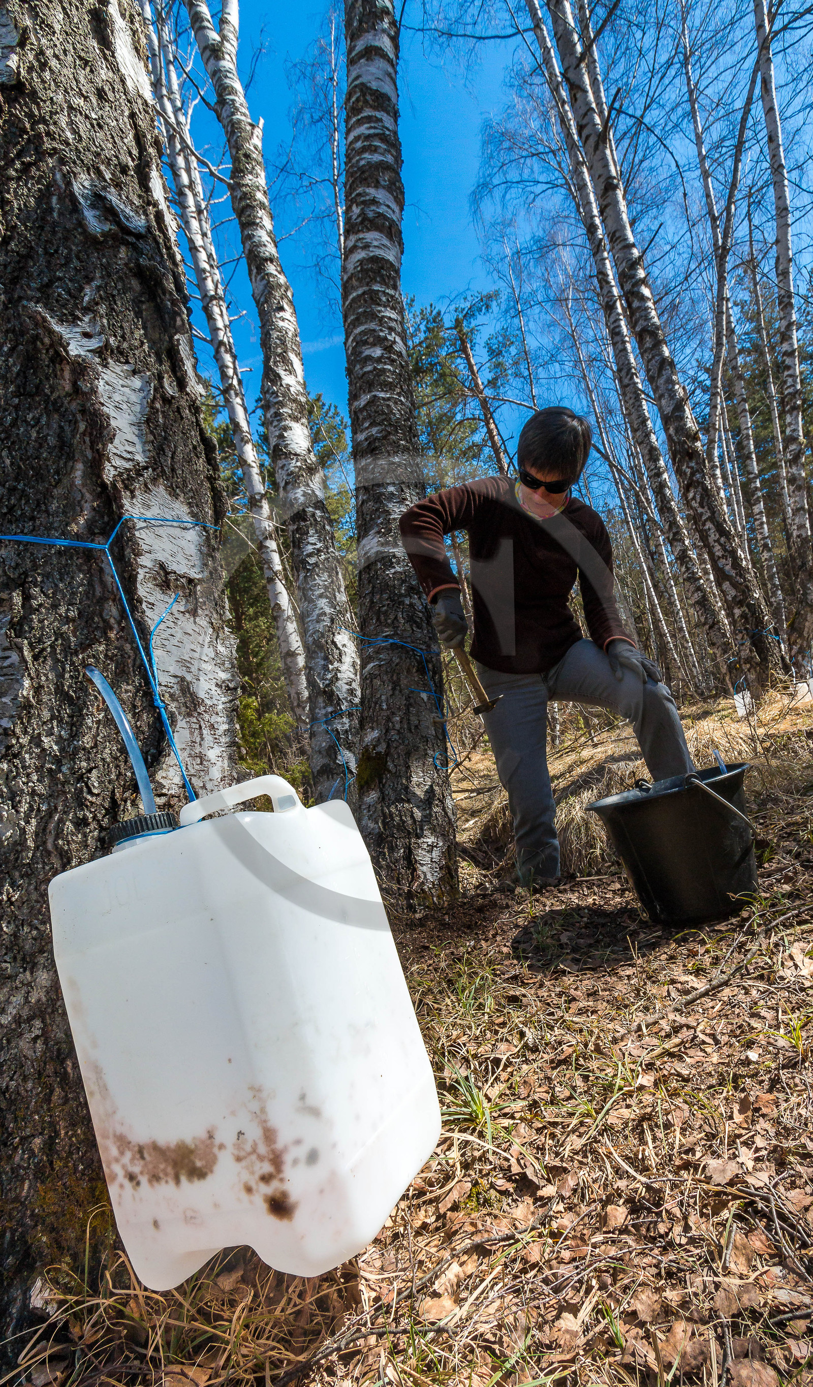 Récolte de sève de bouleau