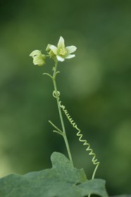 Bryone dioïque, Bryonia dioica