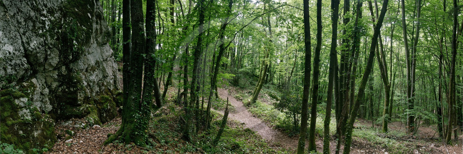 Réserve naturelle du Roc de Chère, forêt