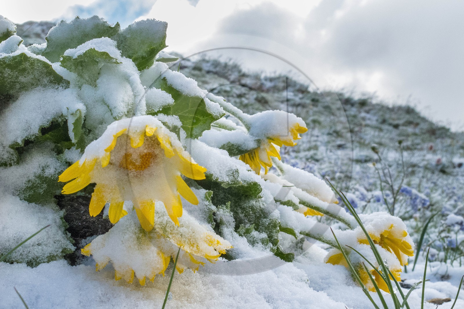 Doronic à grandes fleurs, Doronicum grandiflorum