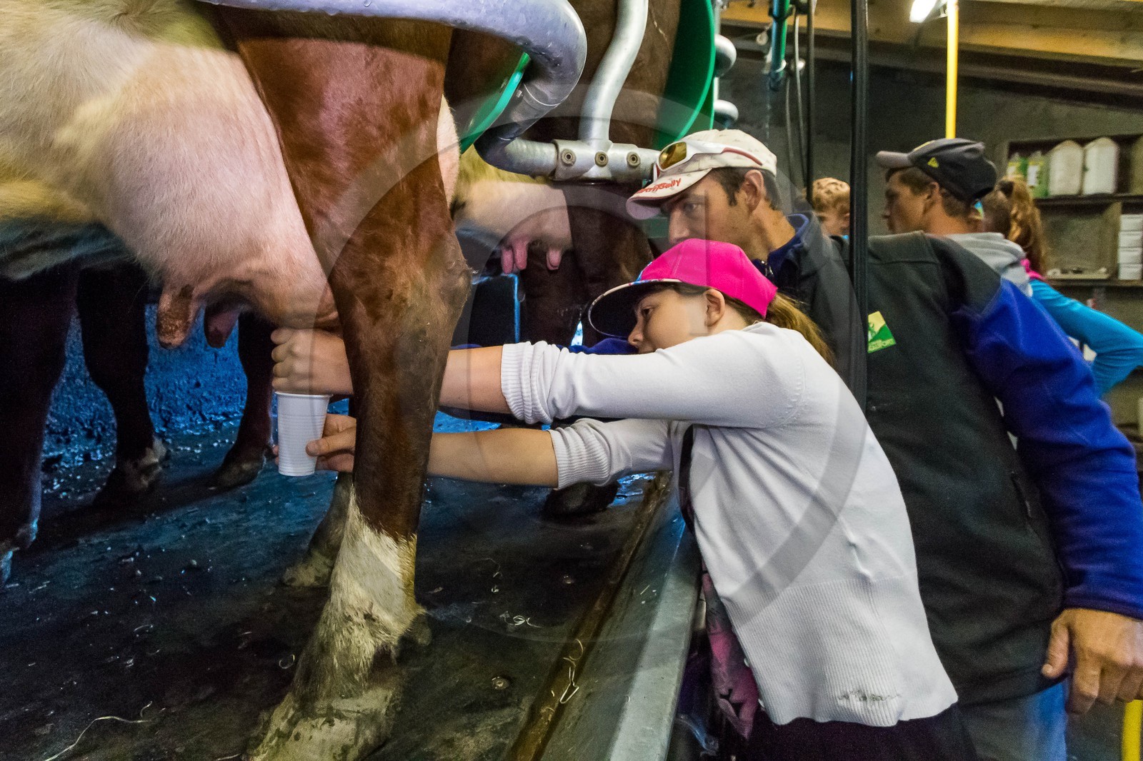 Alpage du Vallon d'en Haut, accueil à l'alpage