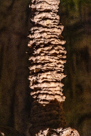 Grotte de Dargilan