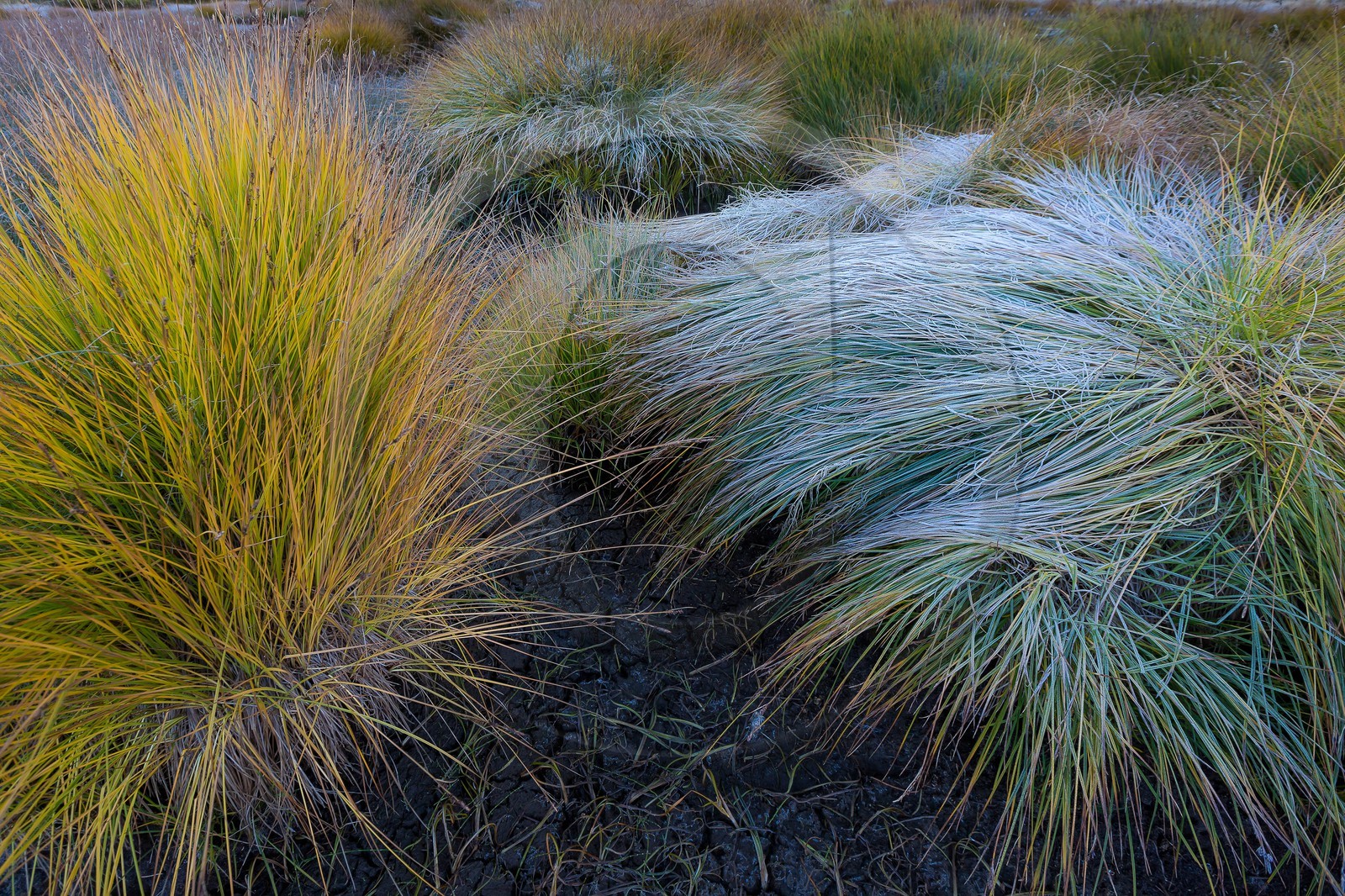Vallon du Laverq, lac et tourbière Les Eaux-Tortes